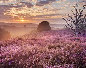 Unterkunft 324913 - Ferienhaus Veluwe - Huisje in Loenen
