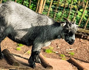 Kleine geit in de omgeving van Vakantiehuisje in Lieren, Veluwe.