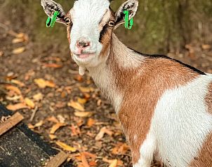 Geit met groene oormerken bij Vakantiehuisje in Lieren, Veluwe.