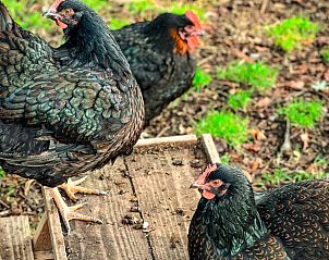 Kippen in de omgeving van Vakantiehuisje in Lieren, Veluwe.