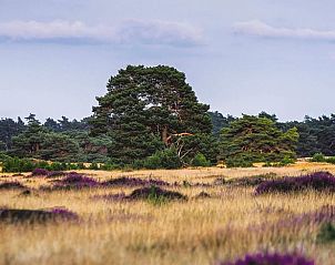 Veluwse heide nabij Vakantiehuisje in Lieren, Gelderland.