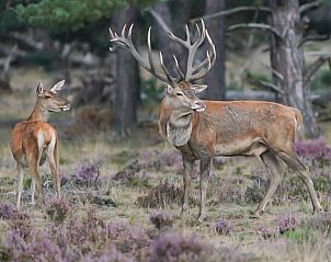 Herten in Veluwse natuur nabij Vakantiehuisje in Lieren, Gelderland.
