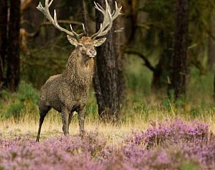 Unterkunft 325516 - Ferienhaus Veluwe - Vakantiehuisje in Wekerom