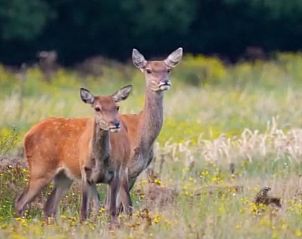 Unterkunft 325603 - Ferienhaus Veluwe - Vakantiehuis in Hoog Soeren