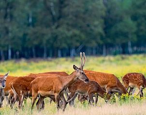 Unterkunft 325604 - Ferienhaus Veluwe - Vakantiehuisje in Hoog Soeren