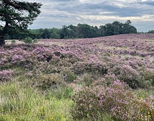 Unterkunft 325604 - Ferienhaus Veluwe - Vakantiehuisje in Hoog Soeren