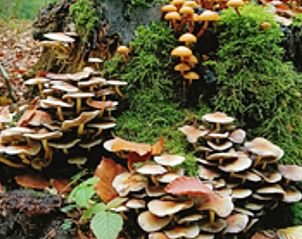 Unterkunft 325604 - Ferienhaus Veluwe - Vakantiehuisje in Hoog Soeren