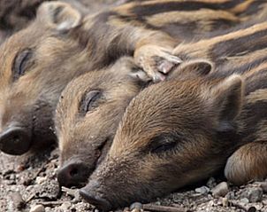 Unterkunft 325604 - Ferienhaus Veluwe - Vakantiehuisje in Hoog Soeren