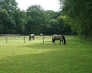 Weide met grazende paarden nabij Vakantiehuis in Laag Soeren, Veluwe.