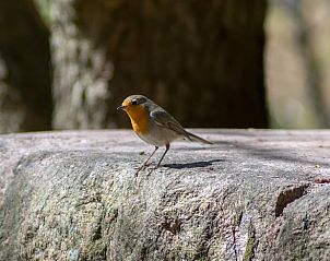 Unterkunft 325910 - Ferienhaus Veluwe - Huisje in Bennekom