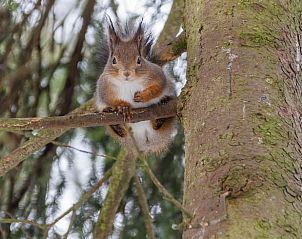 Unterkunft 325910 - Ferienhaus Veluwe - Huisje in Bennekom