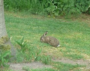 Unterkunft 325911 - Ferienhaus Veluwe - Huisje in Bennekom