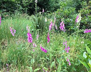 Unterkunft 325915 - Ferienhaus Veluwe - Vakantiehuisje in Bennekom