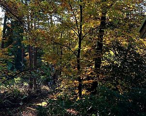 Unterkunft 325915 - Ferienhaus Veluwe - Vakantiehuisje in Bennekom