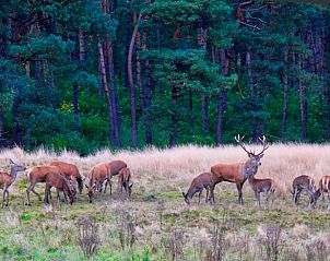Unterkunft 325917 - Ferienhaus Veluwe - Vakantiehuisje in Bennekom