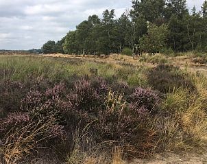Unterkunft 325917 - Ferienhaus Veluwe - Vakantiehuisje in Bennekom