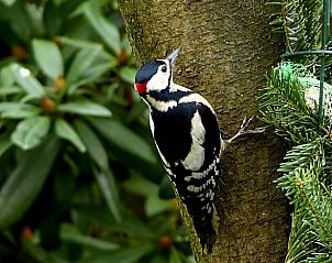 Unterkunft 325919 - Ferienhaus Veluwe - Vakantiehuis in Bennekom