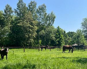 Unterkunft 326058 - Ferienhaus Veluwe - Vakantiehuisje in Eerbeek