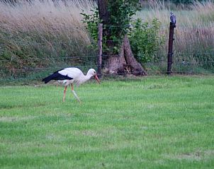 Unterkunft 326109 - Ferienhaus Veluwe - Vakantiehuis in Wiesel / Vaassen / Veluwe
