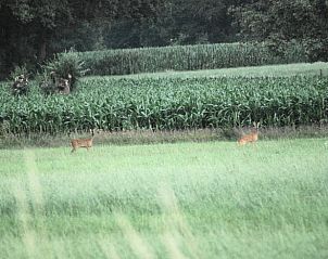 Unterkunft 326109 - Ferienhaus Veluwe - Vakantiehuis in Wiesel / Vaassen / Veluwe