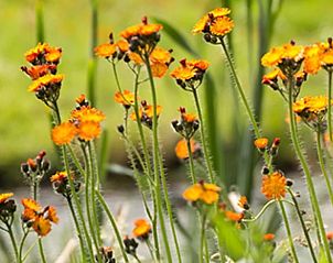 Unterkunft 326112 - Ferienhaus Veluwe - Vakantiehuisje in Wenum Wiesel