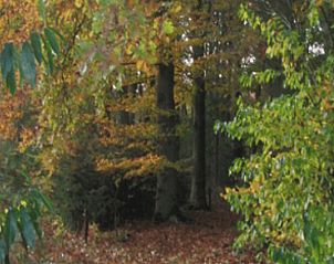 Unterkunft 326116 - Ferienhaus Veluwe - Vakantiehuis in Wenum Wiesel