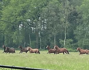 Unterkunft 3265103 - Ferienhaus Veluwe - Vakantiehuis in Nijkerk