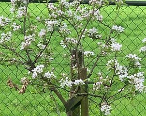 Unterkunft 3265103 - Ferienhaus Veluwe - Vakantiehuis in Nijkerk