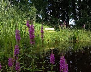 Ontdek de serene natuur rondom Huisje in Nijkerk, vakantiehuis in Veluwe, Gelderland, met kleurrijke bloemen en een rustgevend vijverlandschap.