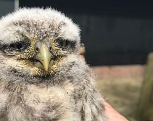 Unterkunft 326526 - Ferienhaus Veluwe - Vakantiehuisje in Nijkerk