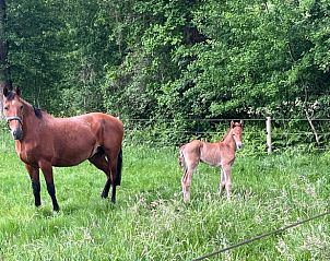 Paarden in de buurt van Huisje in Nijkerk, vakantieaccommodatie in Gelderland.