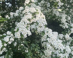 Bloeiende natuur rondom Huisje in Nijkerk, vakantiehuis op de Veluwe.