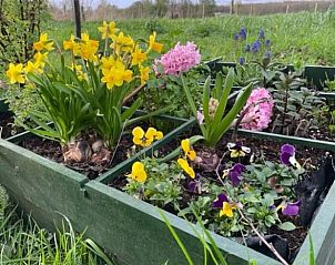 Kleurrijke bloementuin bij Huisje in Nijkerk, vakantiehuis in Nijkerk, Veluwe, ideaal voor tuinliefhebbers.