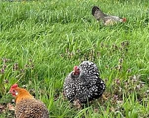 Kippen in de tuin van Huisje in Nijkerk, vakantiehuis op de Veluwe, Gelderland, voor een landelijke sfeer.