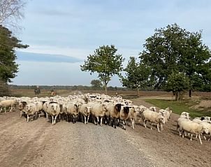 Schapen op de Veluwe nabij Vakantiehuisje in Kootwijkerbroek, een typisch Nederlands landschap.