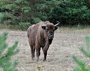 Wisent in de Veluwe, dichtbij Vakantiehuis in Kootwijkerbroek, Gelderland.