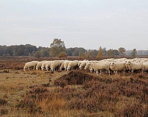 Schapenkudde in de Veluwe nabij Vakantiehuis in Kootwijkerbroek, Gelderland.