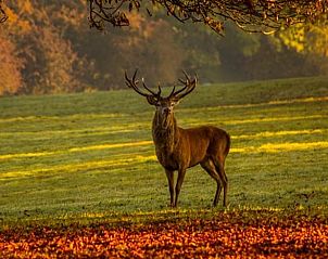 Hert in de Veluwe, te zien vanuit Vakantiehuis in Kootwijkerbroek, Gelderland.