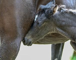 Veulen naast merrie in de wei bij Vakantiehuisje in Kootwijkerbroek, Veluwe, Gelderland.
