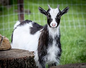 Geit in de groene omgeving van Vakantiehuisje in Kootwijkerbroek, Veluwe, Gelderland.