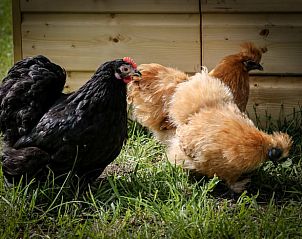 Kippen in de tuin van Vakantiehuisje in Kootwijkerbroek, Veluwe, Gelderland.