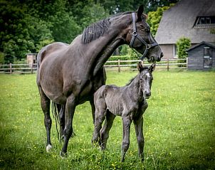 Paard en veulen in groene wei bij Vakantiehuisje in Kootwijkerbroek, Veluwe, Gelderland.