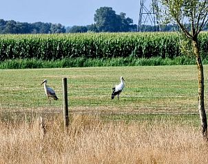 Guest house 326803 - Tent house Veluwe - Vakantiehuis in Klarenbeek