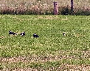 Guest house 326803 - Tent house Veluwe - Vakantiehuis in Klarenbeek
