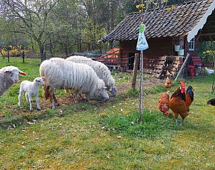 Unterkunft 326807 - Ferienhaus Veluwe - Huisje in Klarenbeek