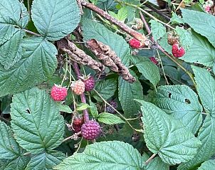 Unterkunft 326808 - Ferienhaus Veluwe - Huisje in Klarenbeek