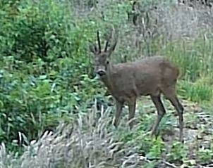 Unterkunft 326808 - Ferienhaus Veluwe - Huisje in Klarenbeek