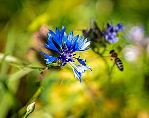 Unterkunft 327302 - Ferienhaus Veluwe - Vakantiehuisje in Hierden