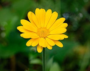 Unterkunft 327302 - Ferienhaus Veluwe - Vakantiehuisje in Hierden