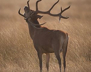 Red deer in nature at Holiday Home in Ugchelen, Veluwe, Gelderland.